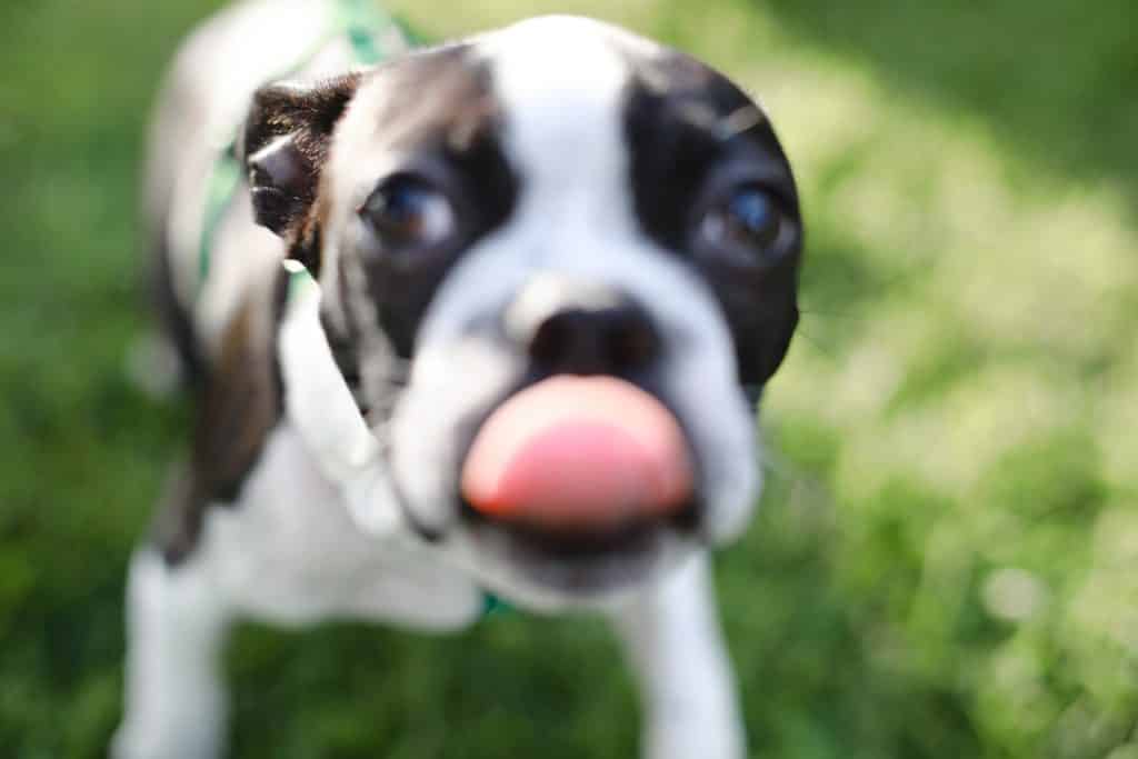 puppy looking at the camera with his tongue out