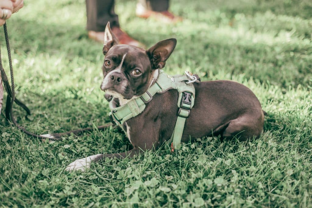 puppy in the grass laying sideways looking at the camera