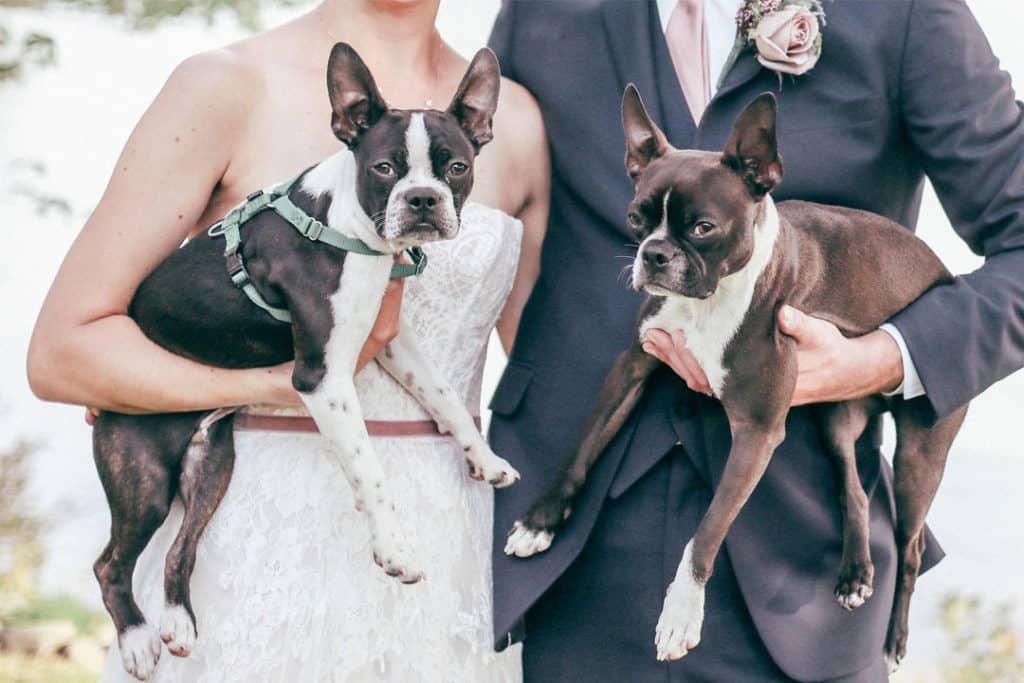 dogs at a maine wedding
