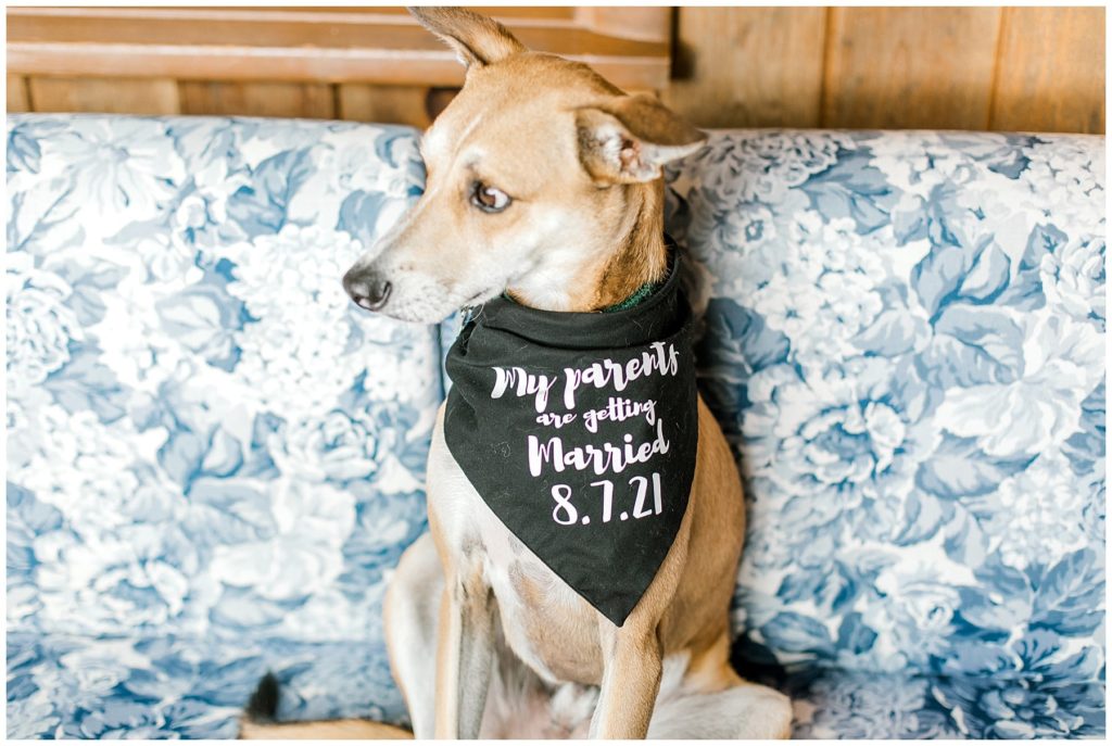 maine pet wedding dog