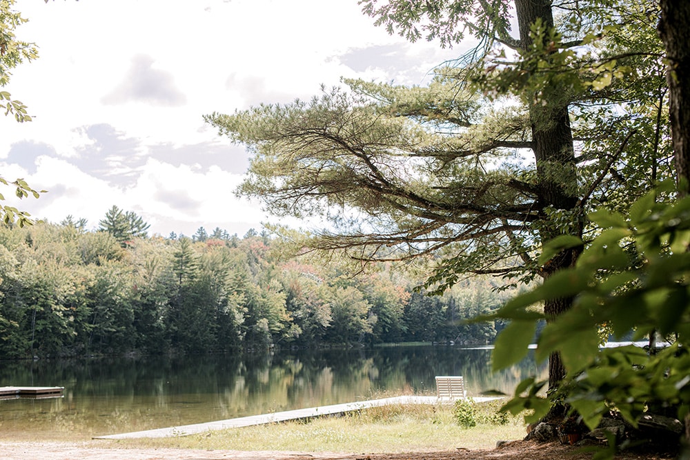 pine tree with lake in background