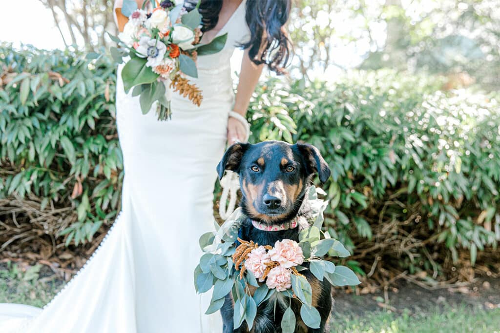 Spruce Point Inn Wedding Dog-